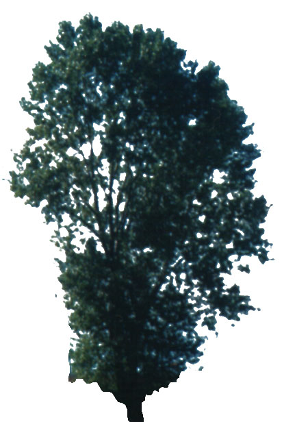 tree_23