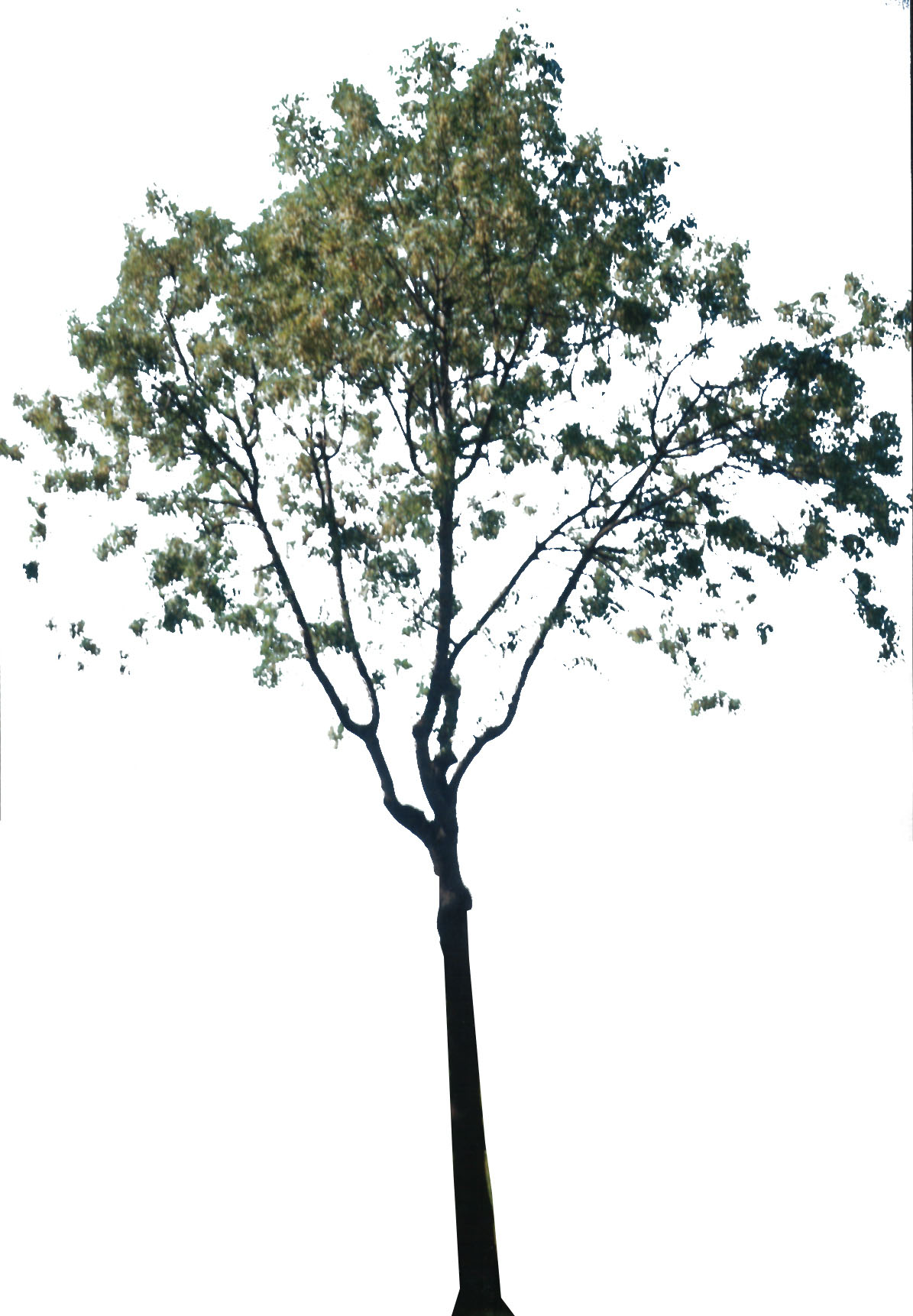 tree_25