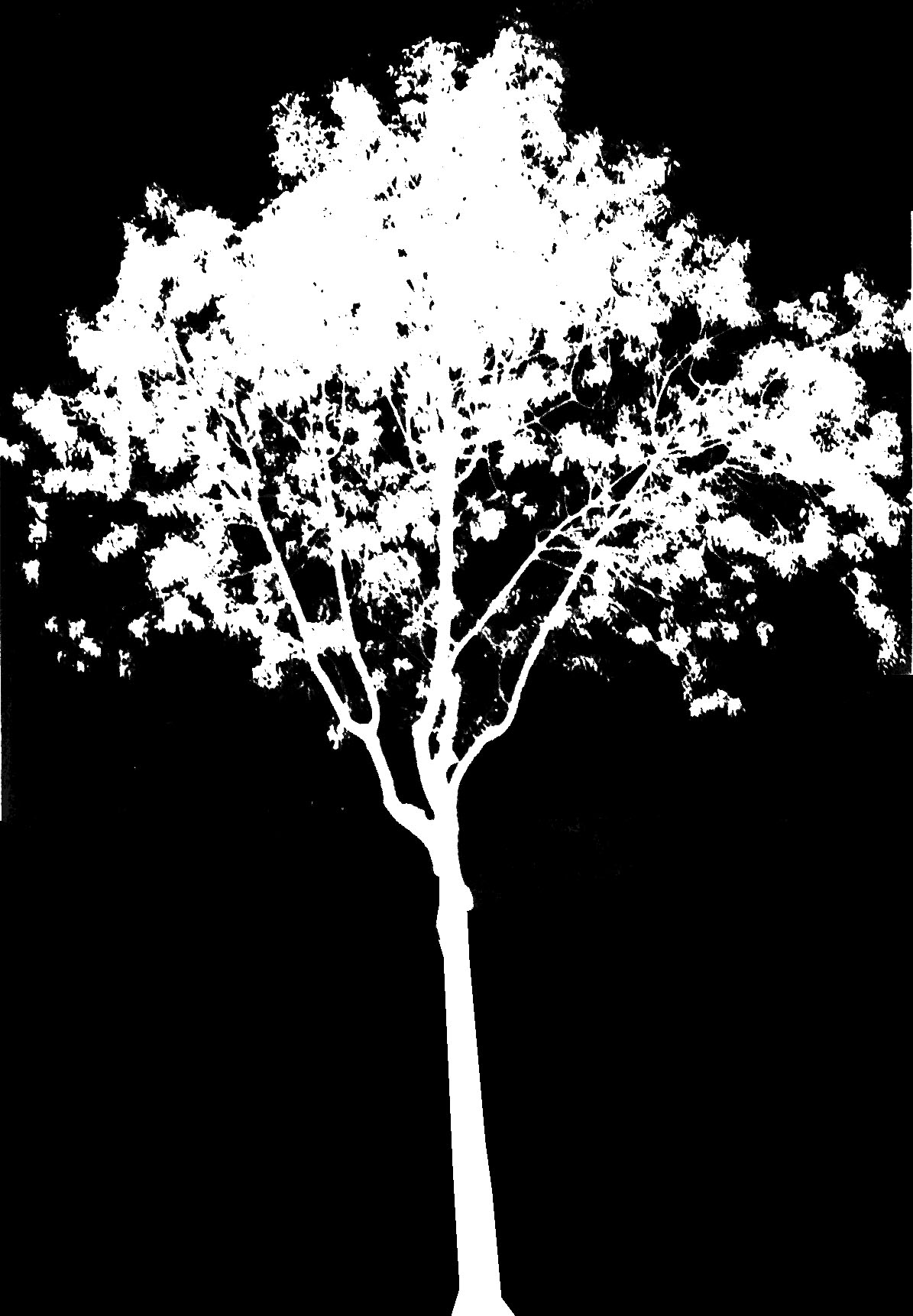 tree_26