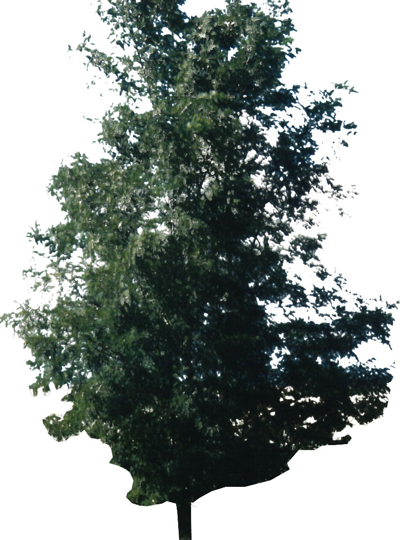 tree_27