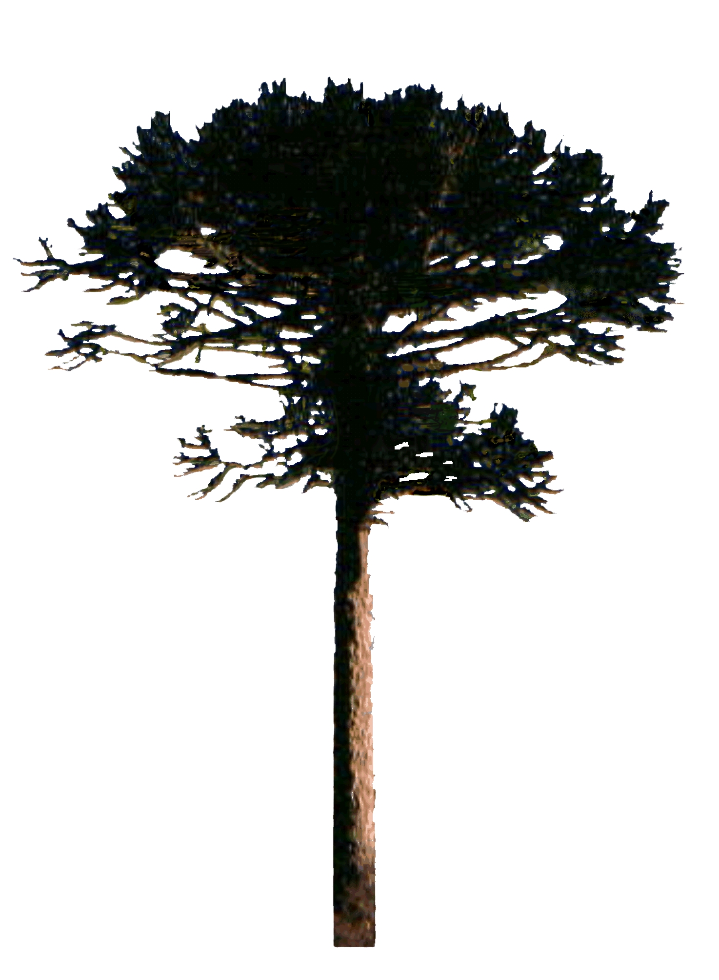 tree_34