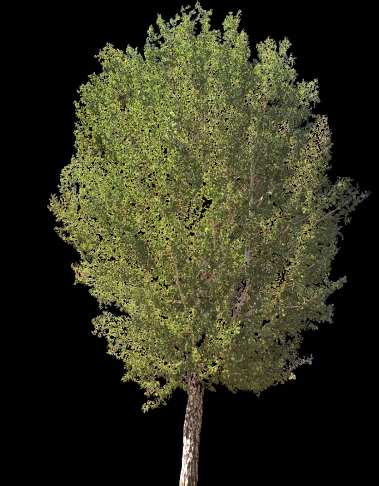 tree_38