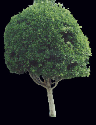 tree_40