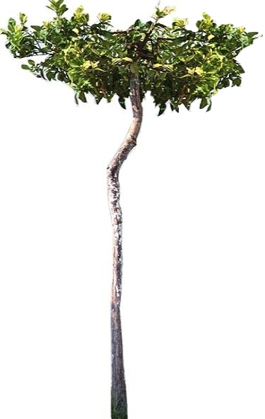 tree_41