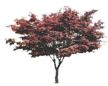 tree_42