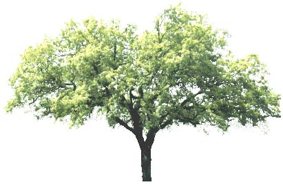 tree_43