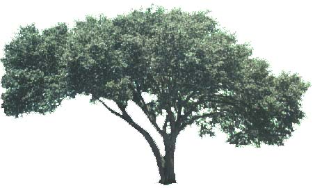 tree_44