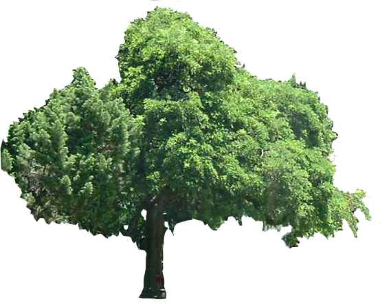 tree_46