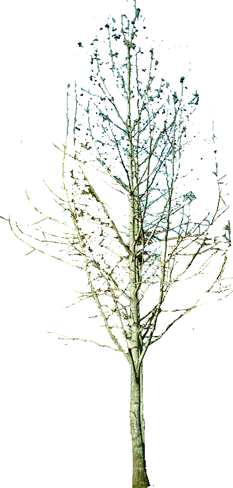 tree_48