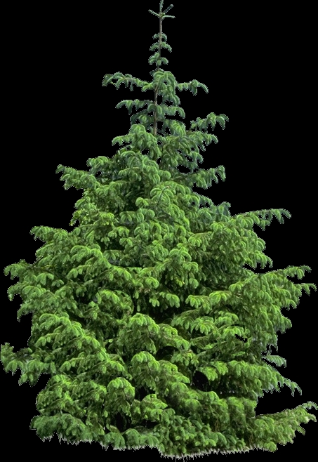 tree_49