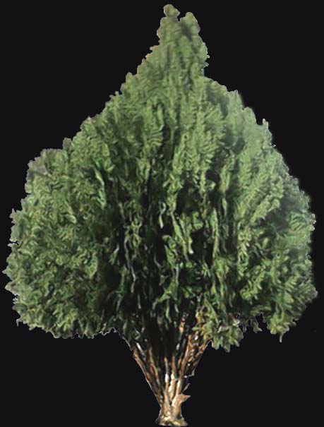 tree_59