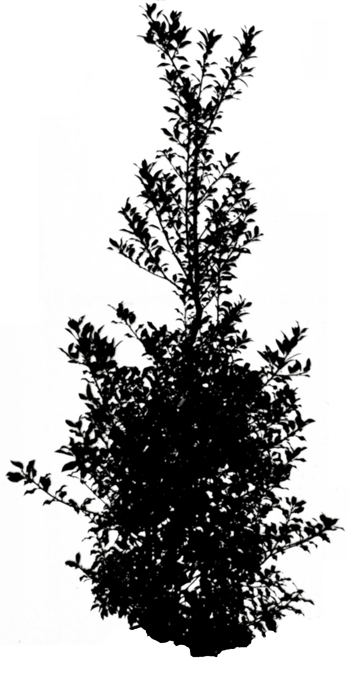 tree_90