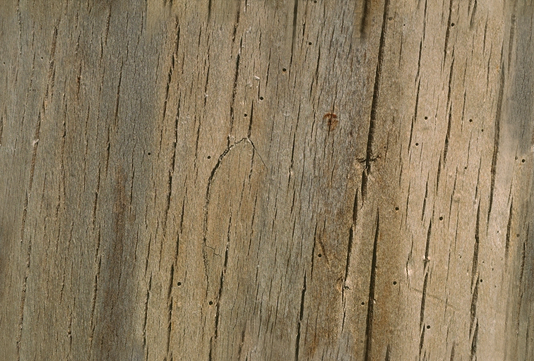 wood_31